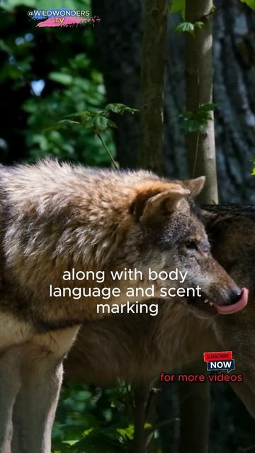 Exploring the World of Wolves: Canidae Family Members #wolves #nature #wildlife #wildlifeanimals