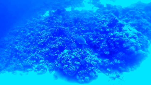 Sharks, Turtles and a Dugong. scuba diving in Marsa Alam, Egypt. 2016