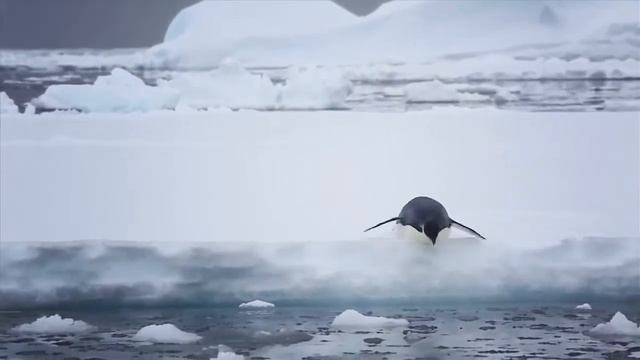 Silversea Expeditions   Antarctica