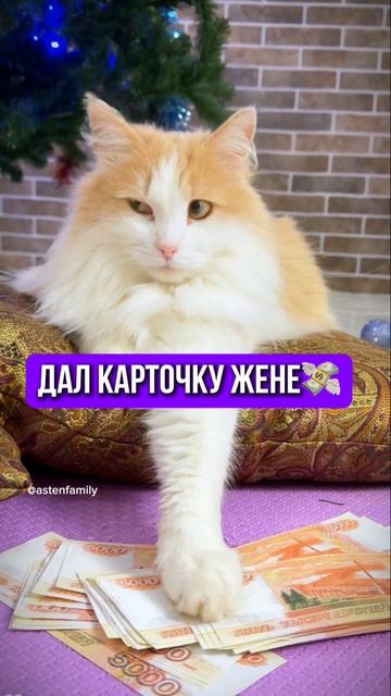 Дал карточку жене #кототерапия #кошечки#приколыкоты#котыприколы#astenfamily#котик