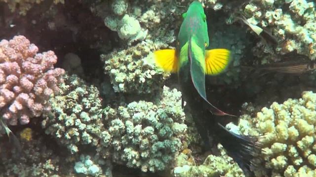 Marsa Alam Abu Dabbab - Egipt 2021