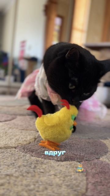 Новые друзья!😻 #котики #друзья #вкусняшки
