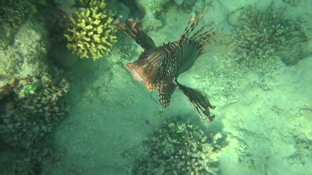 1080p FHD "Становится любопытно". Крылатки, Марса-Алам / "Getting curious". Lionfish, Marsa-Alam