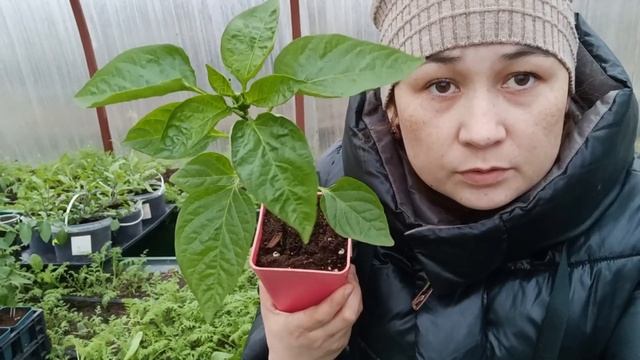 Про оэдему, подготовку рассады к высадке, и обо всём другом...