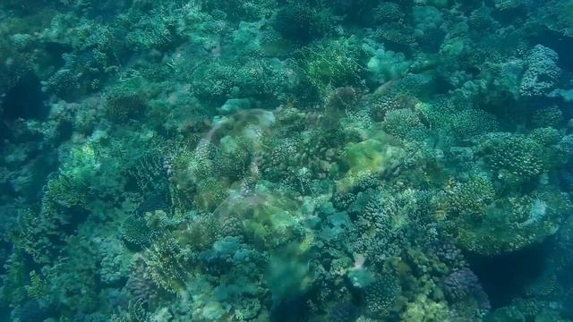 Great Snorkeling at  Abu dabab diving lodge. Egypt, Marsa Alam 2019.