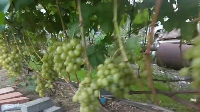 Виноград 2.09.2020 Гомельский район