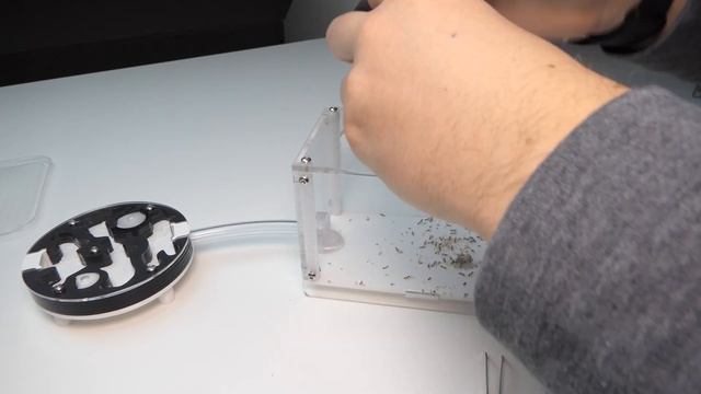 Tetramorium bicarinatum, HOW many queens?!