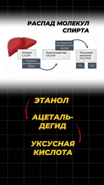 ПОЧЕМУ БЫВАЕТ ПОХМЕЛЬЕ? 🍻 #егэ2025 #химия #алкоголь #похмелье #shorts