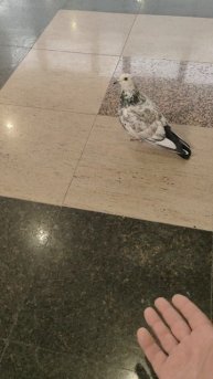 Неожиданная встреча.