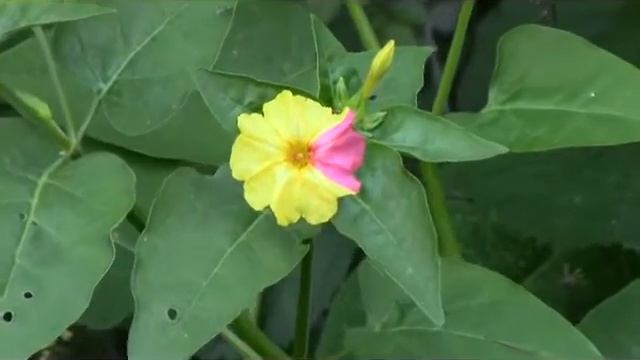 B. Anders  Genetic Variety in Four O'clock flowers