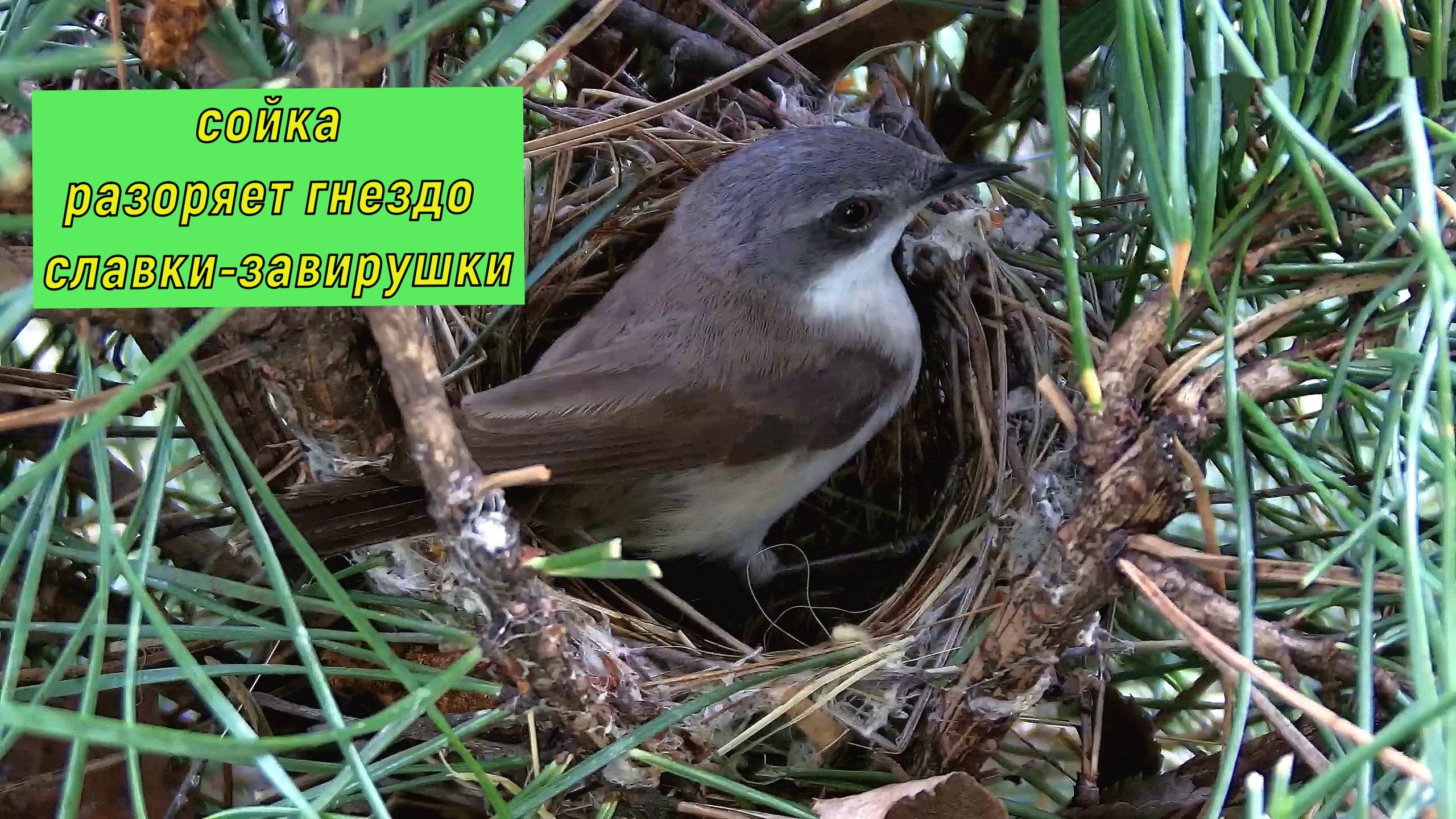 Сойка разоряет гнездо славки-завирушки.