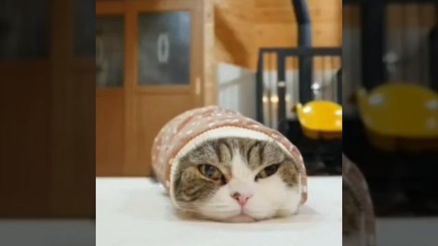 мем кот Шурма с училкой