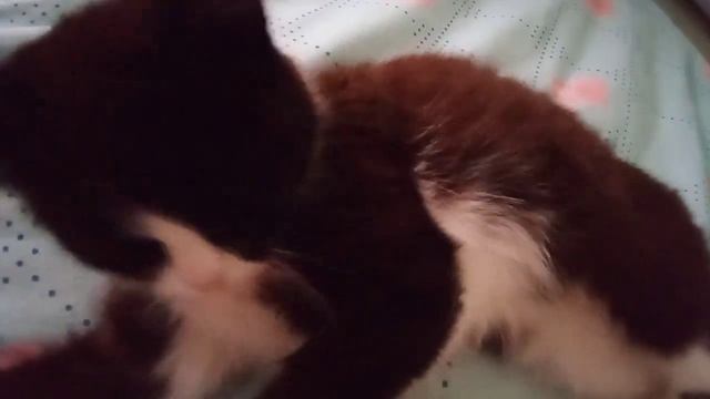 Cat.Всё  спит. И пусть весь мир подождёт.