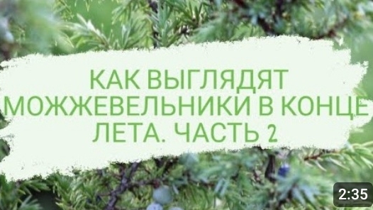 КАК ВЫГЛЯДЯТ МОЖЖЕВЕЛЬНИКИ В КОНЦЕ ЛЕТА. ЧАСТЬ 2. 31.08.2022 г.