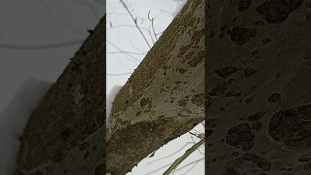 странная паутина в зимнем лесу...
