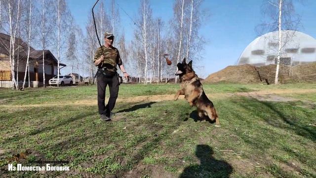 ЗОЛЛО ИЗ ПОМЕСТЬЯ БОГОВИК зонарно-рыжий подросток немецкой овчарки (8 месяцев)