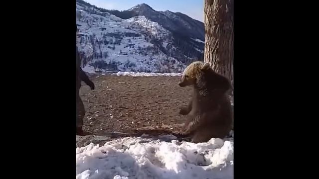 Մեր զինվորները և արջերը
