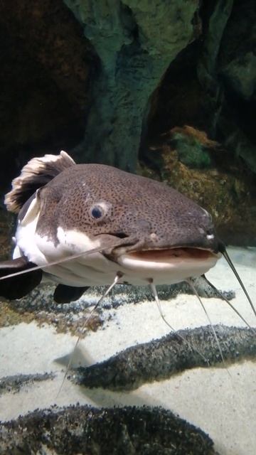Сом оринокский краснохвостый в океанариуме. Redtail catfish