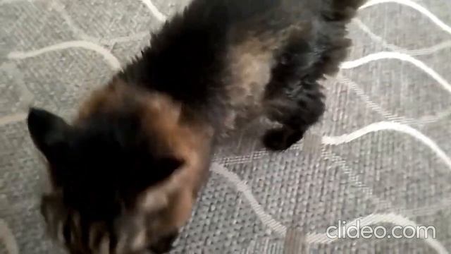 Кот Марс. Драки, ругань и жёсткие высказывания. Мурлыканье и прогулки.
