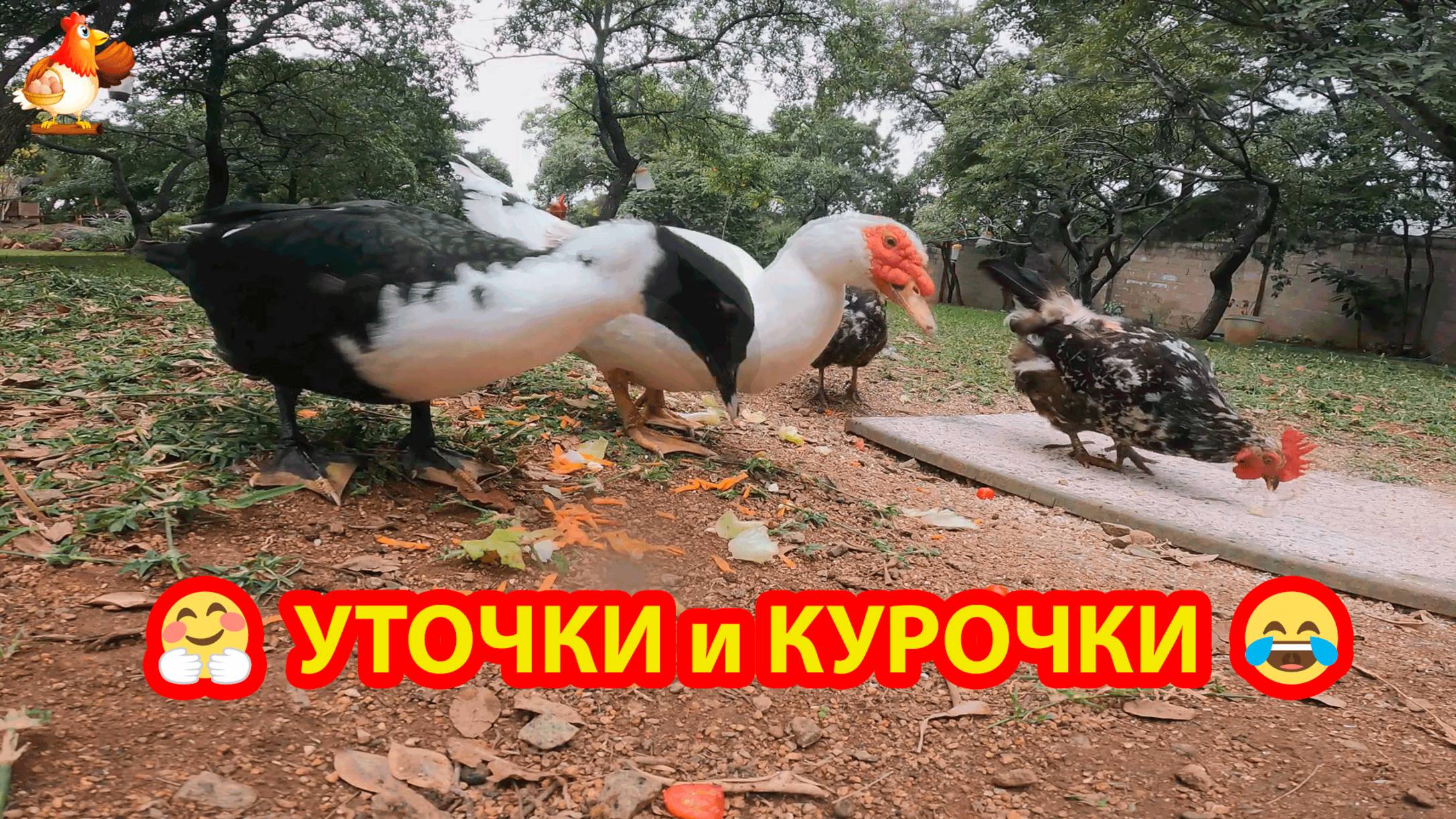 Просто красивые утки и курочки ❣️🤗😂