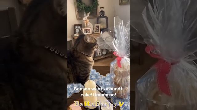 😺 У кота еда вкуснее! 🐈 Смешное видео с котами и котятами для хорошего настроения! 😸