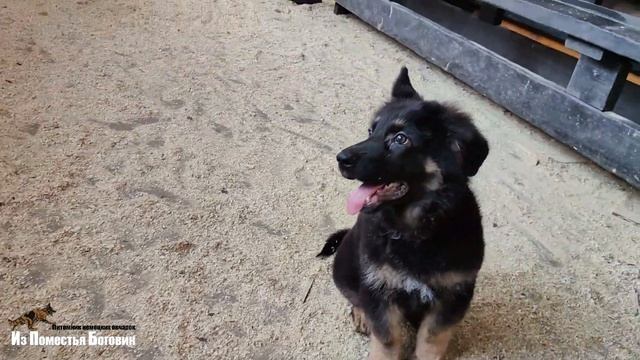 ОВАЦИЯ и ОТРАДА ИЗ ПОМЕСТЬЯ БОГОВИК (3 мес) - черно-подпалые щенки немецкой овчарки ДШ