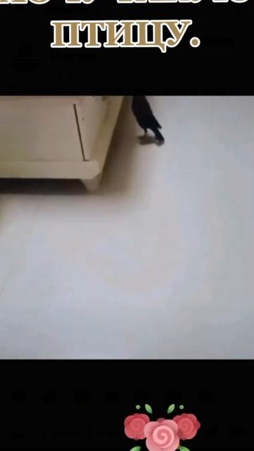 Хочу такую птицу