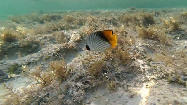 Marsa Alam 2017
