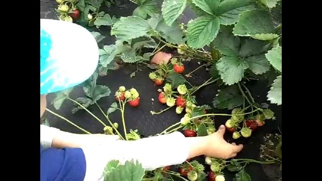 Сбор клубники сорта Азия и Мармолада🍓🍓🍓