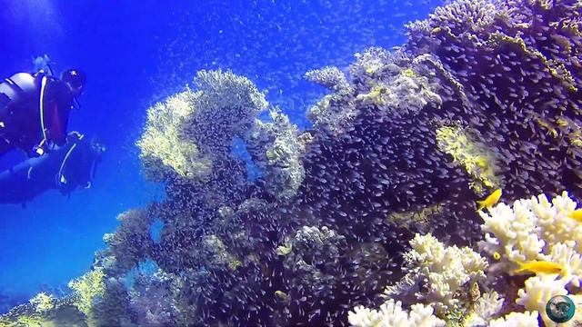 SCUBA DIVING EGYPT - Tauchen am Shams Alam Hausriff Nr.2 🐢 Marsa Alam 2019