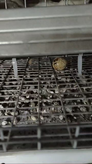 Первое яйцо🍳 у наших перепелов, возраст 50 дней.