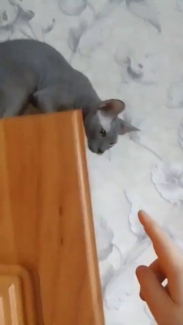 Быстро слазь, негодный кот/Get off quickly you ugly cat #animals #sphynx #cats