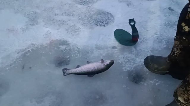4 февраля Голицыно Fish