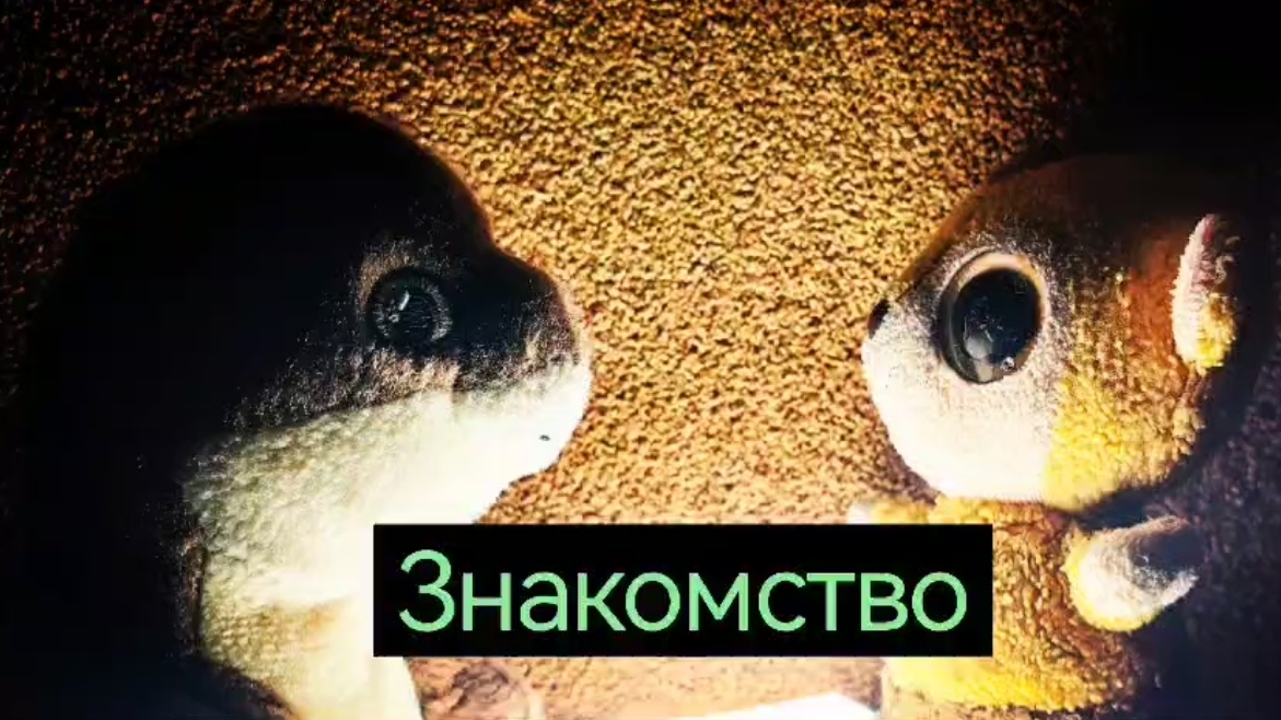 Пушка и Лемур - мультфильм 1 серия: Знакомство. Мультфильм в домашних условиях