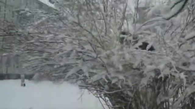Летающий спаниель