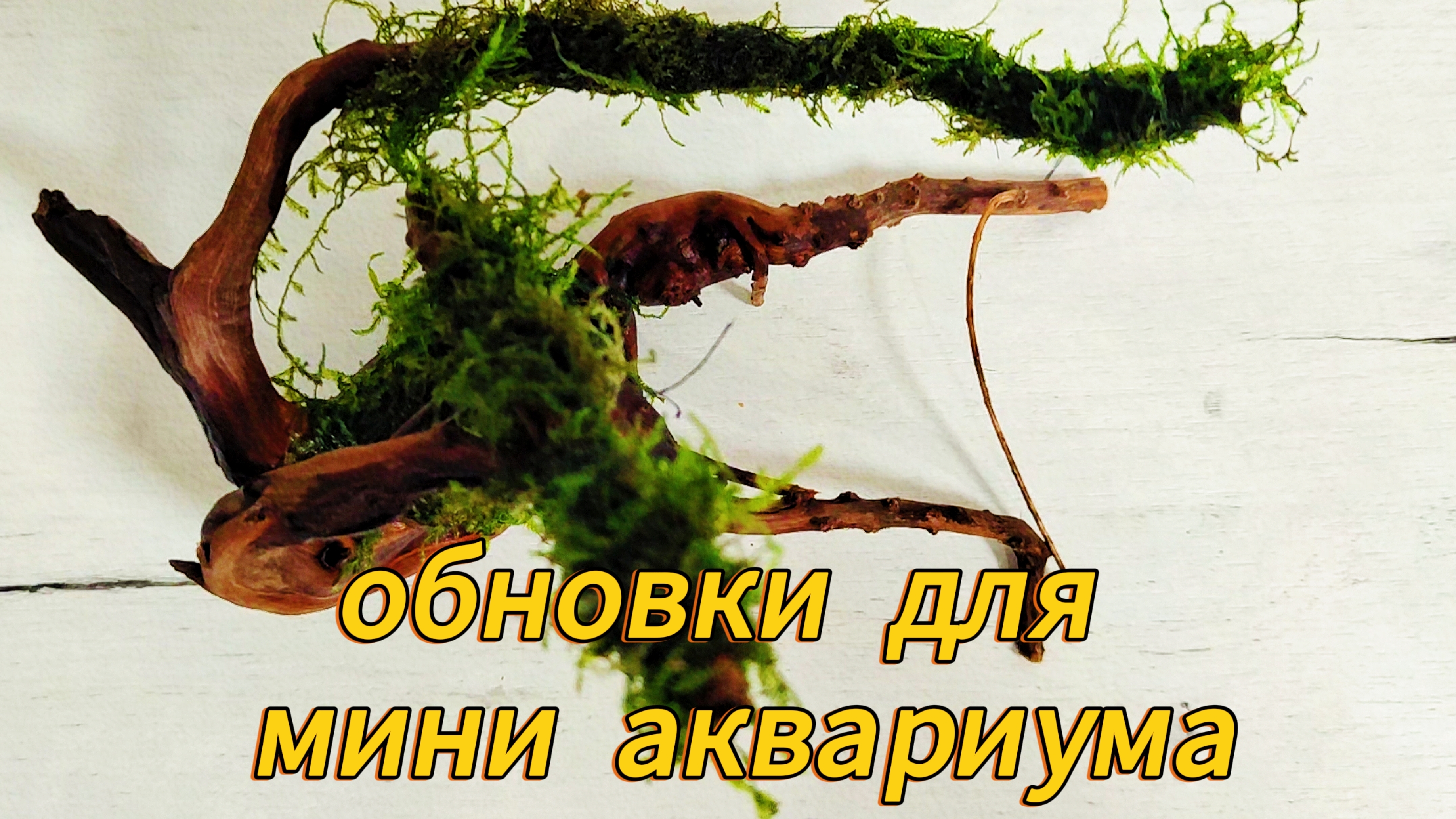 Стильные Обновки для Аквариума: Как Добавить Элегантности