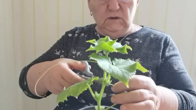 ПРИЩИПЫВАЮ ОГУРЦЫ - УВЕЛИЧИВАЮ УРОЖАЙ! МАМИН ДЕНЬ В ГЕРМАНИИ! / 1266