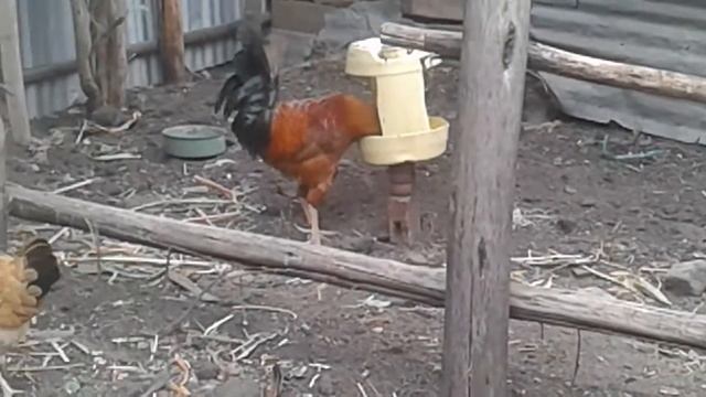 Pure Kienyeji Chicken - Male Cork to Female Hen Ratio