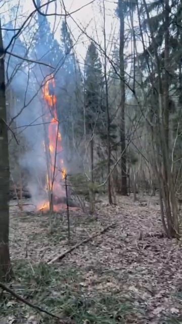 Поджог сухого дерева в лесопарке