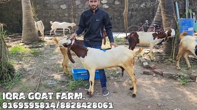 7499/- SE START LODED FEMALE IQRA GOAT FARM EK OR DHAMAKA URAN SE ONE SIDE NAWAZ BHAI @MSQVLOGS