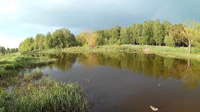 Кормление уток Утка с утятами Радуга в небе Feeding the ducks is a Duck with ducklings rainbow in t