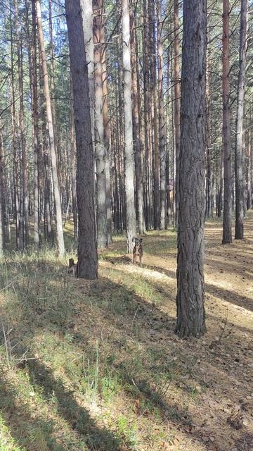 VID_20241008_133426.mp4