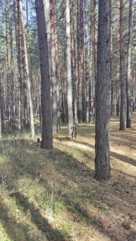 VID_20241008_133426.mp4