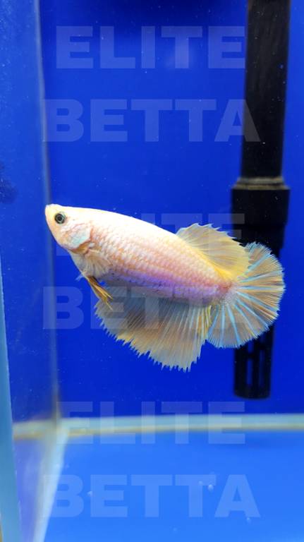 Рыбка Петушок Лимонная самка