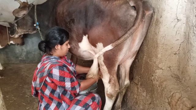 Oh My God |The Village Beautiful Gril Cow Milk Collect Video|Desh Program