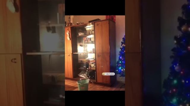 petal_20250204_113543.mp4