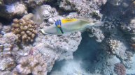 Snorkelling at Abu Dabbab beach in Marsa Alam, Egypt.