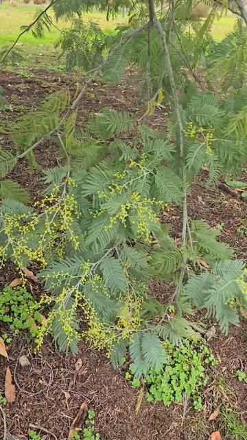 🌺🌺🌺Мимоза только расцветает‼️🌺🌺🌺