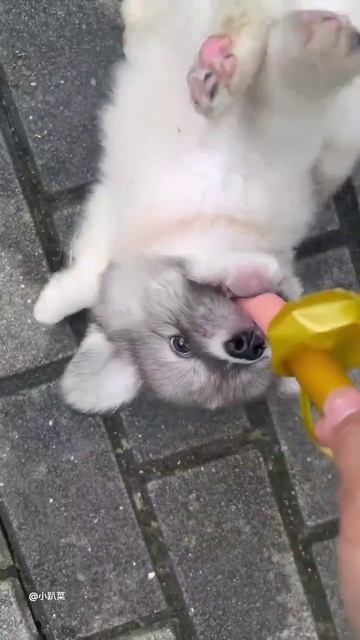 Маленькие щенята.mp4