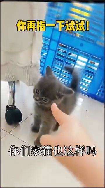 Очень дерзкий котёнок .mp4